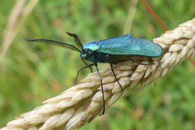 <i>Jordanita globulariae</i>