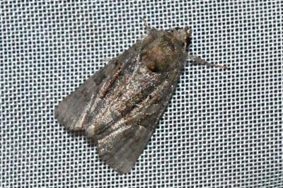 <i>Oligia</i>