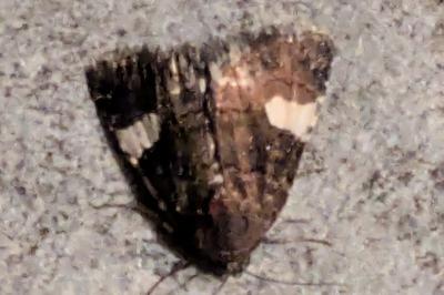 <i>Tyta luctuosa</i>
