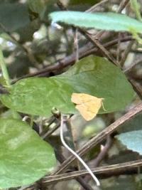 <i>Camptogramma bilineata</i>