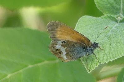 Coenonympha arcania