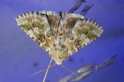 <i>Eremobia ochroleuca</i>