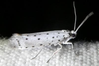 <i>Myelois circumvoluta</i>