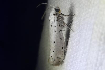 <i>Myelois circumvoluta</i>