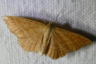 <i>Idaea ochrata</i>