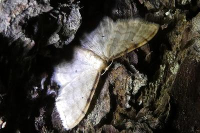 <i>Idaea fuscovenosa</i>