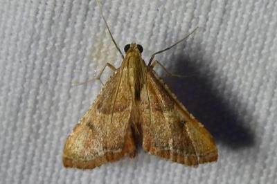 <i>Endotricha flammealis</i>