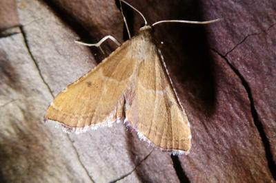 <i>Endotricha flammealis</i>