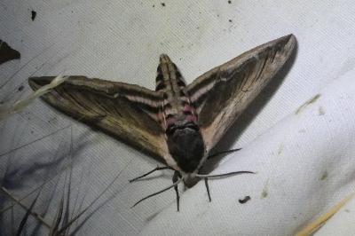 <i>Sphinx ligustri</i>