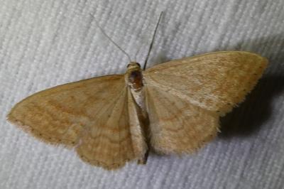 <i>Idaea ochrata</i>