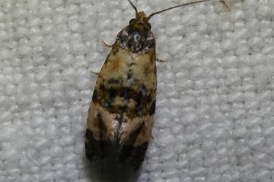 <i>Cochylis atricapitana</i>