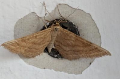 <i>Idaea ochrata</i>