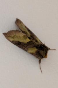 <i>Diachrysia chrysitis</i>