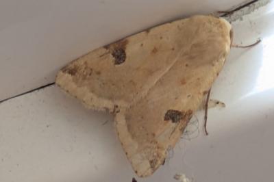 <i>Heliothis peltigera</i>
