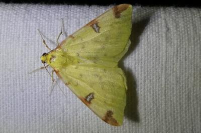 <i>Opisthograptis luteolata</i>