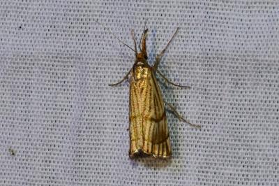 <i>Chrysocrambus linetella</i>