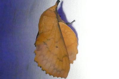 <i>Gastropacha quercifolia</i>