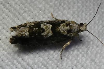 <i>Zeiraphera isertana</i>