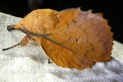 <i>Gastropacha quercifolia</i>