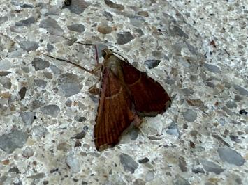 <i>Endotricha flammealis</i>