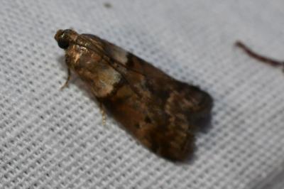 <i>Acrobasis</i>