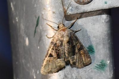 <i>Oligia</i>