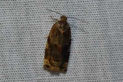 <i>Archips xylosteana</i>