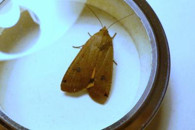 <i>Noctua pronuba</i>