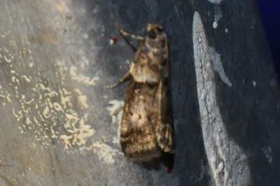 <i>Acrobasis</i>