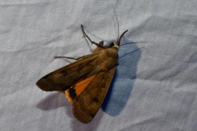 <i>Noctua pronuba</i>