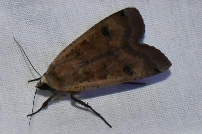 <i>Noctua pronuba</i>
