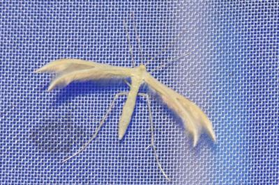 <i>Merrifieldia baliodactyla</i>
