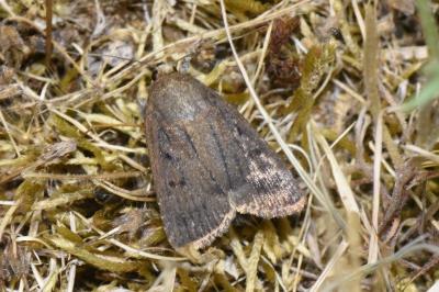 <i>Amphipyra tragopoginis</i>