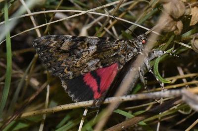 <i>Catocala promissa</i>