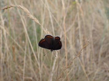 <i>Aricia agestis</i>