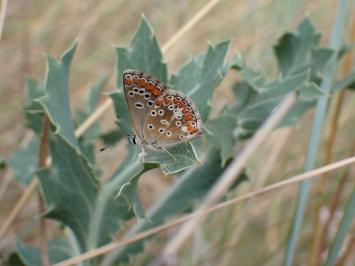 <i>Aricia agestis</i>