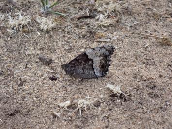 <i>Hipparchia fagi</i>