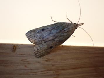 <i>Aphomia sociella</i>