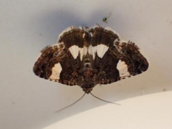 <i>Tyta luctuosa</i>