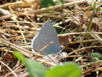 <i>Celastrina argiolus</i>