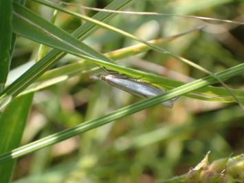 <i>Crambus pascuella</i>