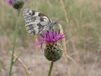 <i>Melanargia galathea</i>