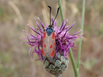 <i>Zygaena loti</i>
