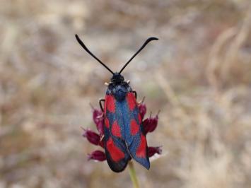 <i>Zygaena loti</i>