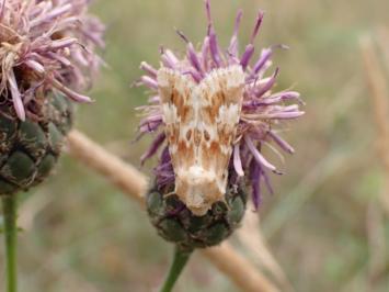 <i>Eremobia ochroleuca</i>