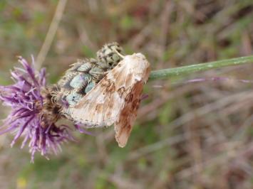 <i>Eremobia ochroleuca</i>
