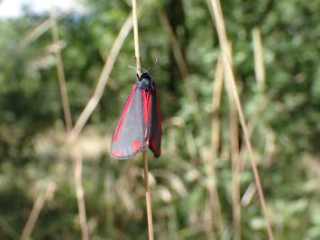 <i>Tyria jacobaeae</i>