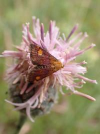 <i>Pyrausta aurata</i>