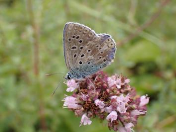 <i>Polyommatus icarus</i>
