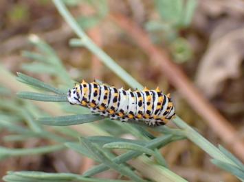 <i>Papilio machaon</i>